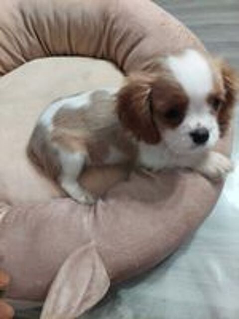   Cavalier king charles 