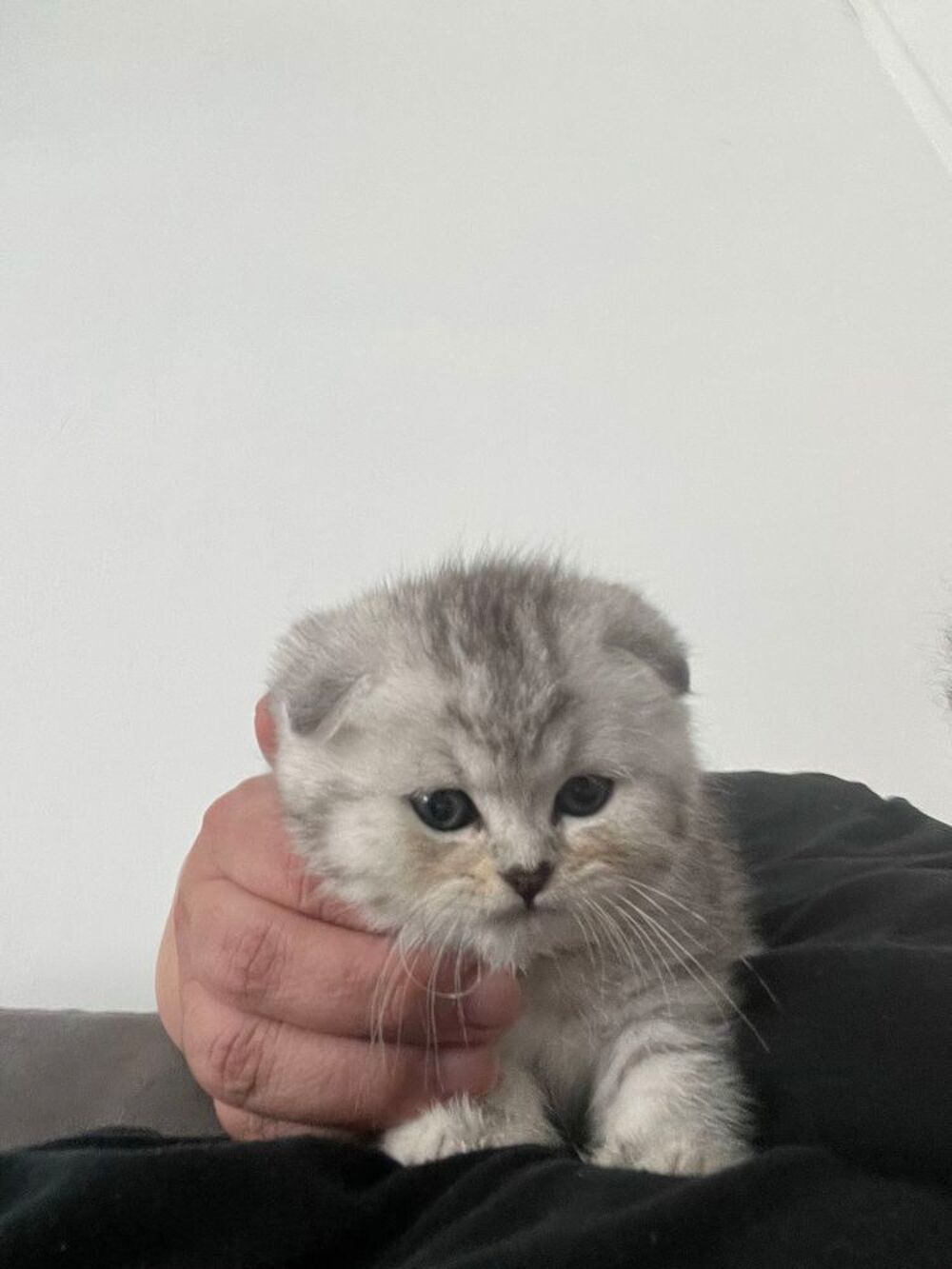   Magnifique chaton Scotisch fold 