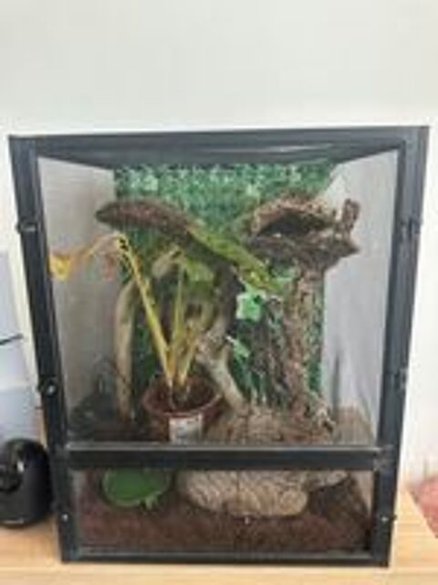   Gecko a crete 