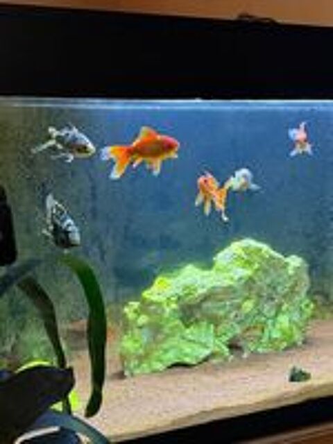   Don poissons 