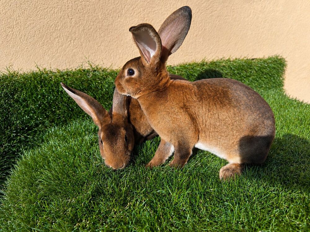 lapins Jardin