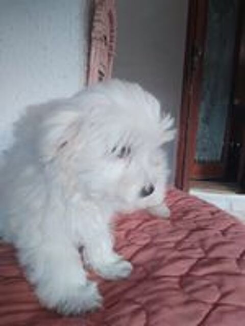   Apparence bichon maltais  