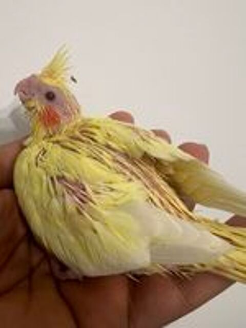   Perruche Calopsitte 