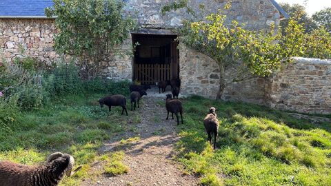 agneaux/agnelles moutons d'Ouessant 30 Crozon (29)