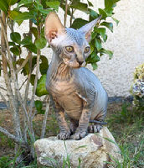   Adorable petit chaton cherche sa famille aimante 
