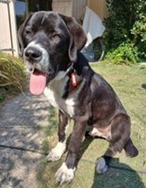   Ringo est à l'adoption! 