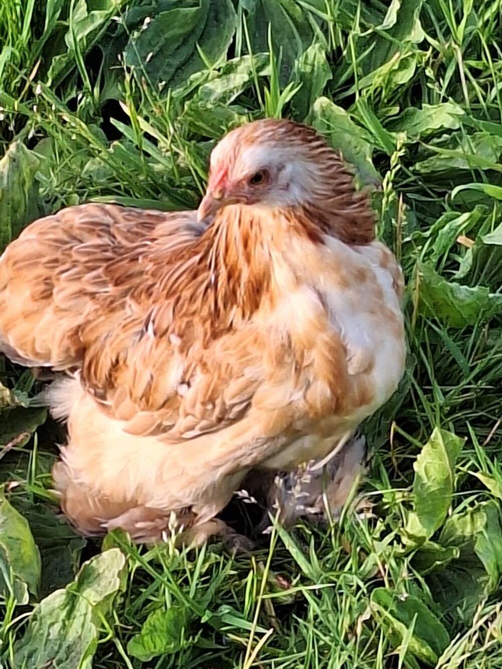   Poule pekin  