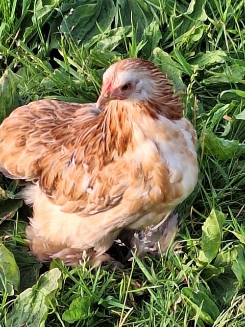 Poule pekin 15 56190 Le guerno