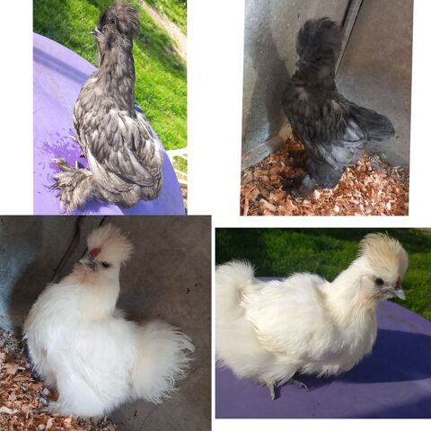 Couple soie silkie 35 71360 pinac
