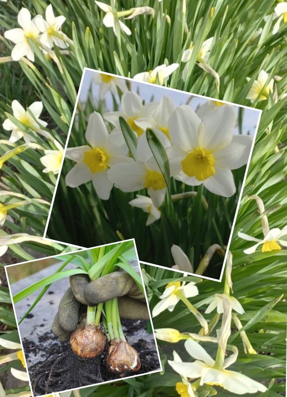 Lot les narcisses couleur blanche Jardin