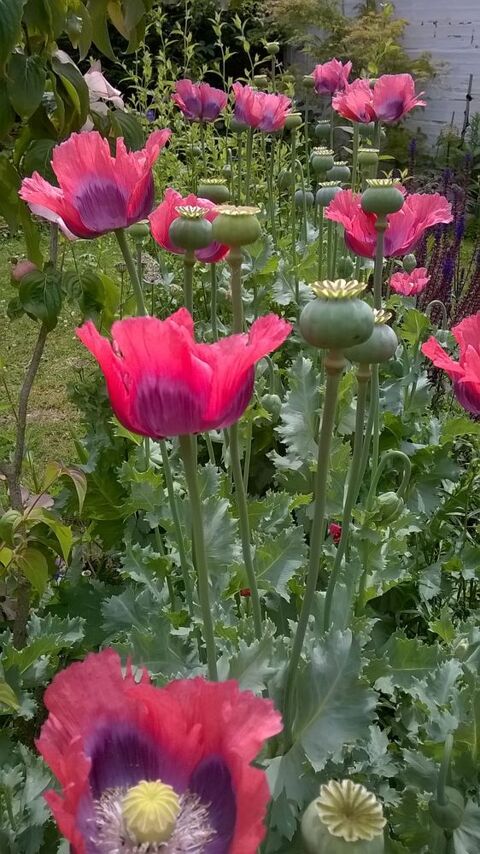 Pavot annuel bicolore    graines Sainte-Genevi�ve-des-Bois (91)