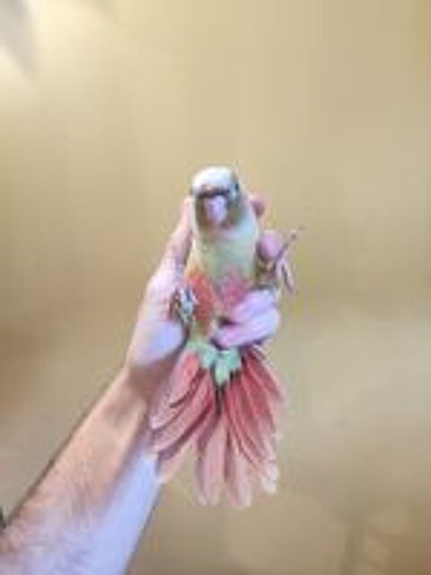   Conure de molina eam en cours de sevrage 