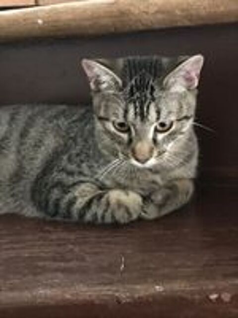   Kaito, europ�en tigr�, 8 mois 