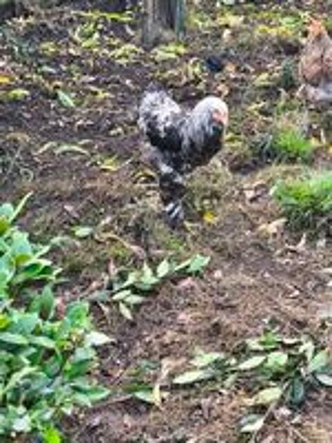   Vent coq bramhma  