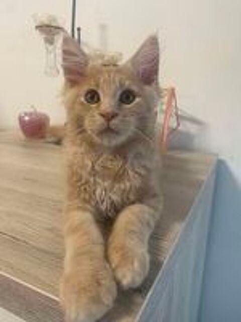   Chaton Maine Coon LOOF 