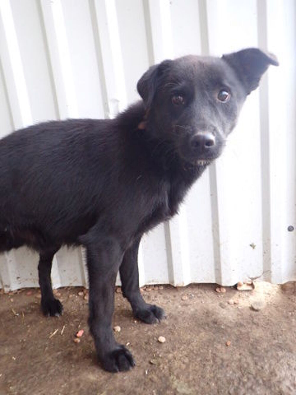   Blacky à l'adoption 