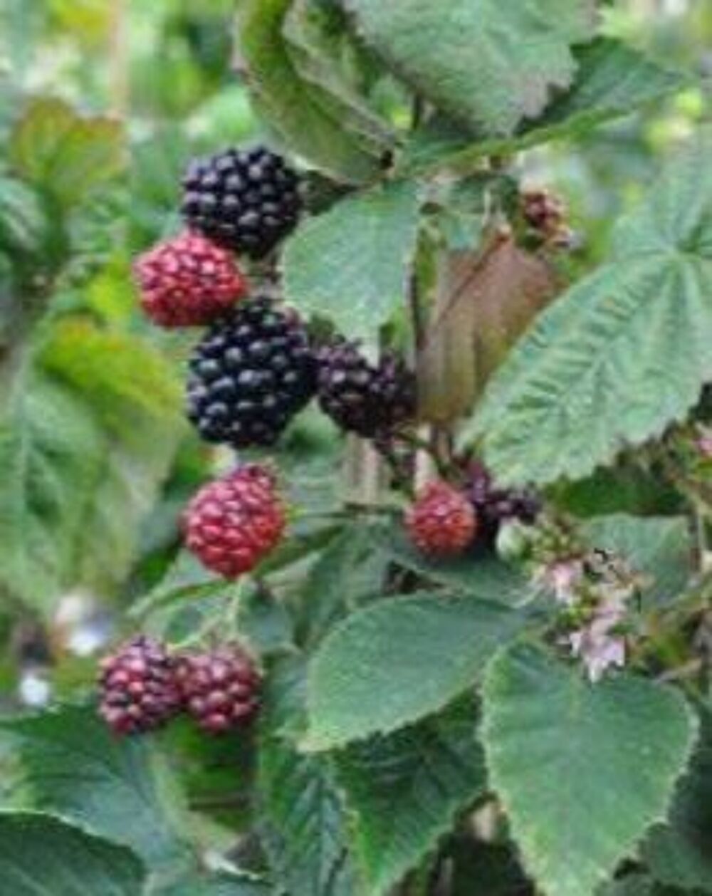 murier sans epines et autres Jardin