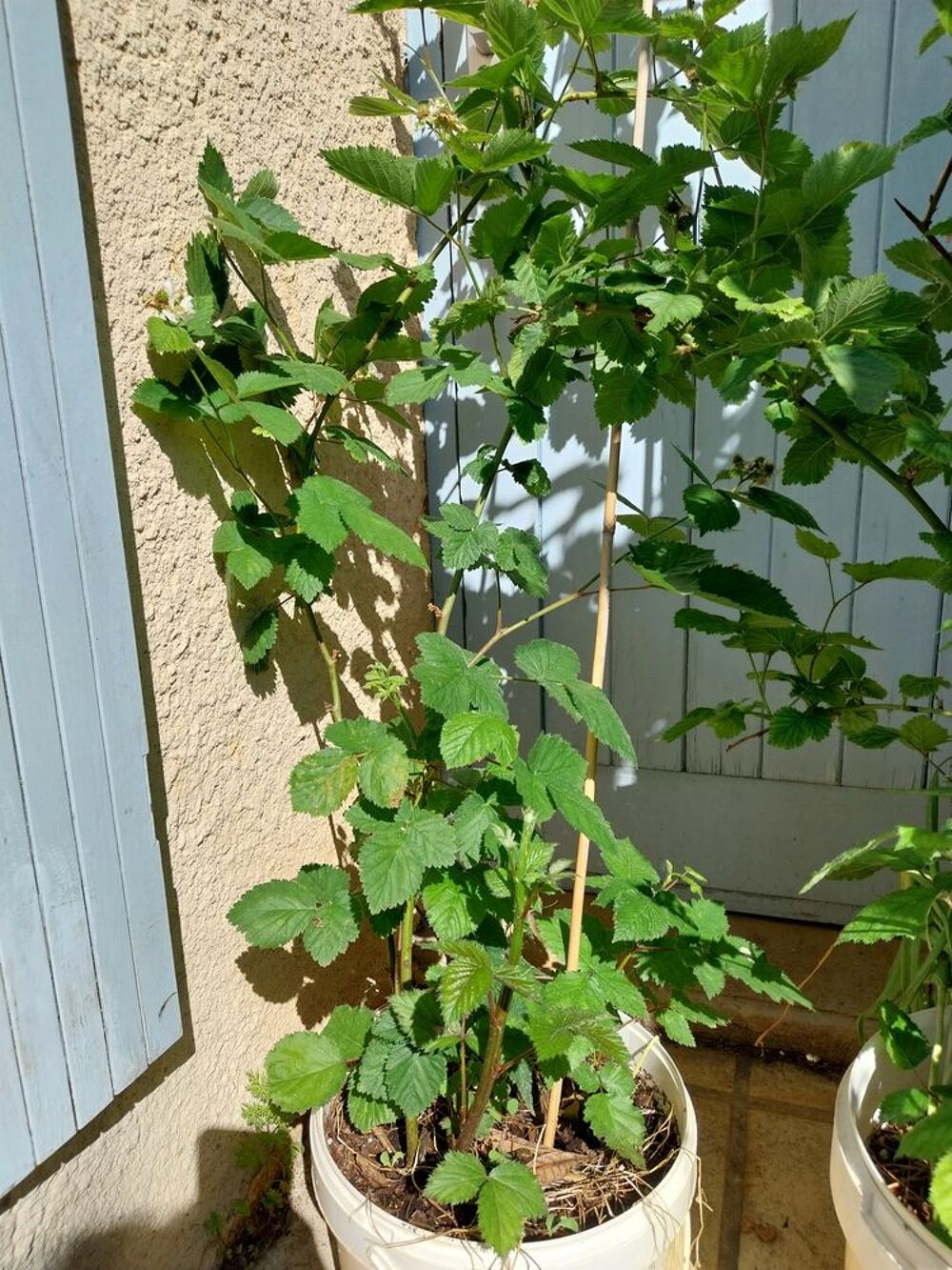 Murier sans epines et a gros fruits en pot de 12 litres Jardin