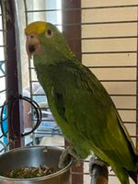   Perroquet amazone tête jaune EAM élevé main 