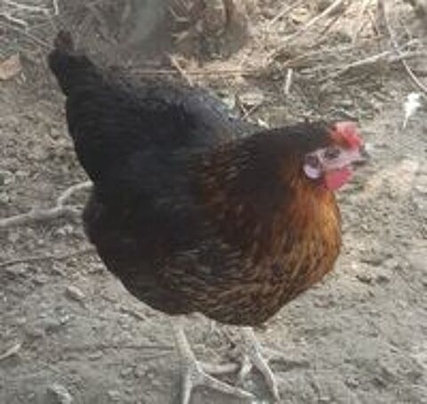   Poules harco 