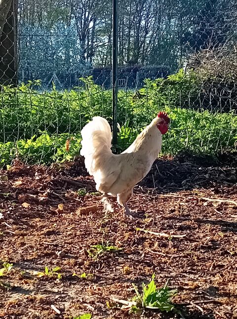 Coq blanc 7 17460 Varzay
