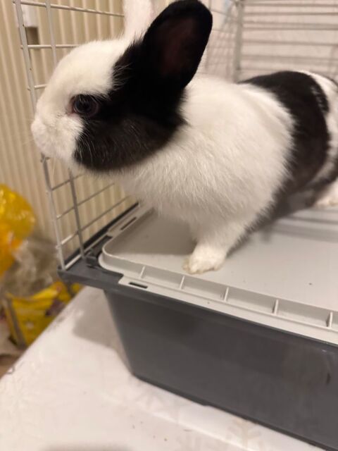 Bonjour je mon lapin de 5 mois tr&egrave;s adorable 50 28100 Dreux