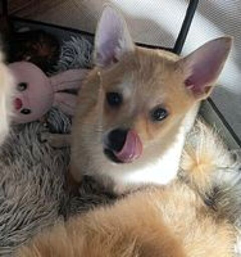   Adorables chiots Pomchi disponibles ???
