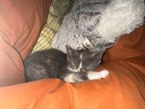   chaton  