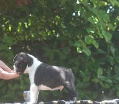   3 filles et 3 garçons chiots LOF Bostons terriers à réserver 