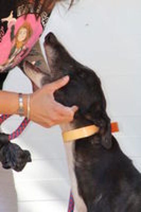   VERSACE, 3 ans le galgo parfait 