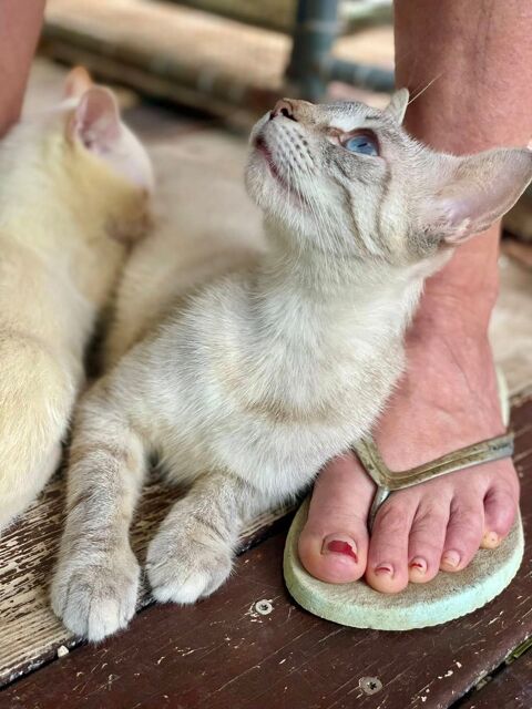 Athéna, femelle, type siamois, née le 15/12/2023 &#128049; 200 94000 Crteil