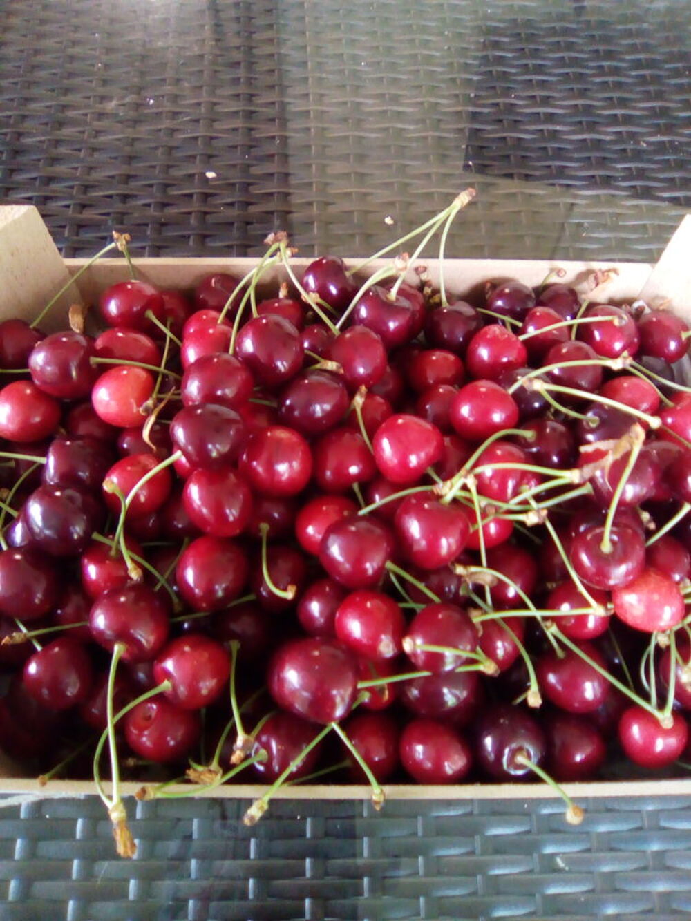 cerises burlat Jardin