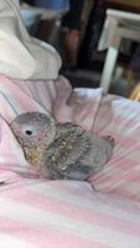   petits perroquets  cornures  eam..180e 