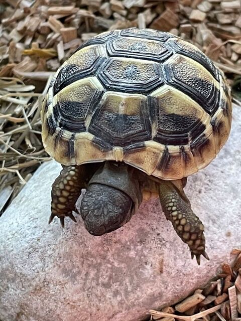 TORTUE HERMANN 60 34000 Montpellier