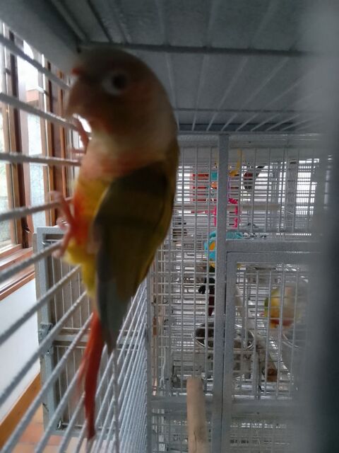 Conure femelle 100 18100 Vierzon