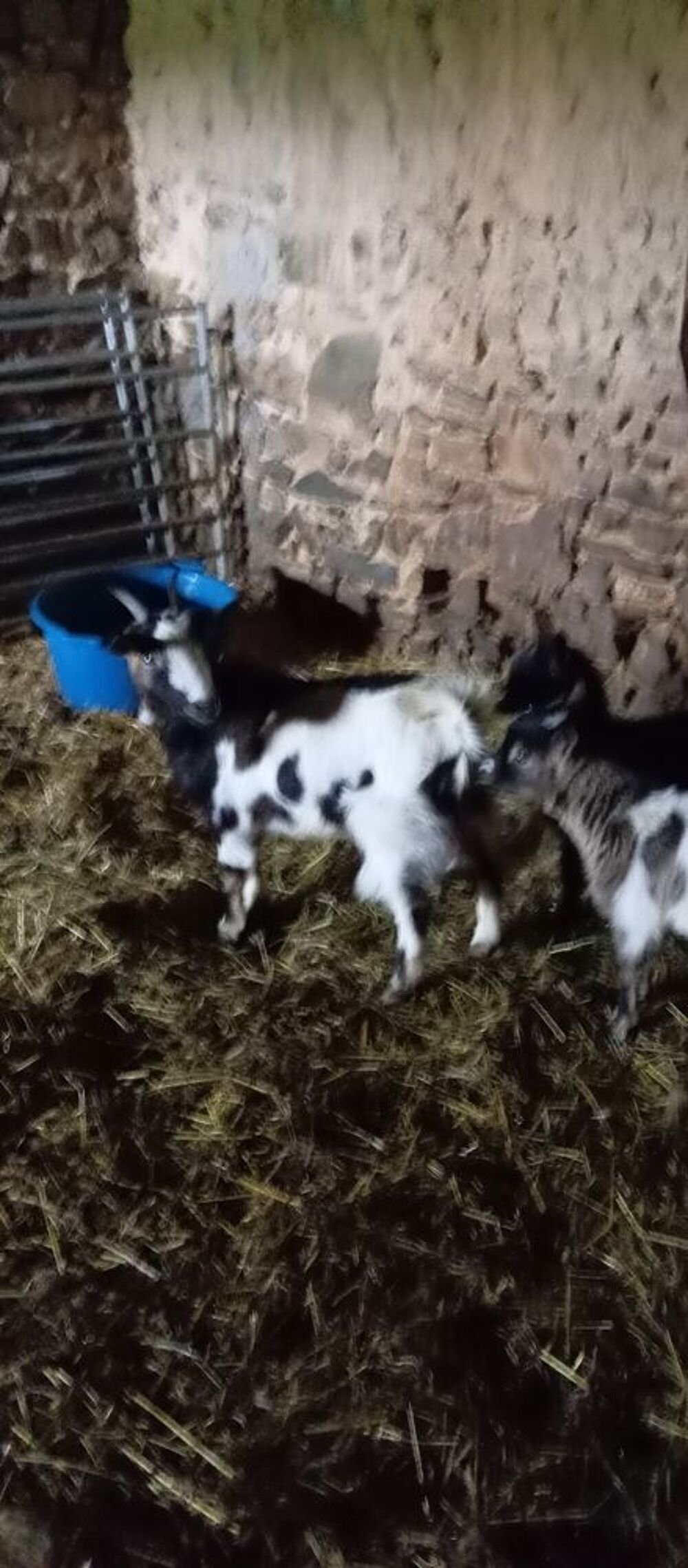   1 chèvre de 2ans et demi et 1 jeune chevreau 