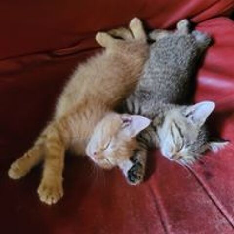   Je donne chatons  