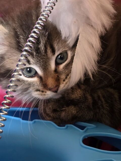  chatons loof sib&eacute;riens 1400 18260 Jars