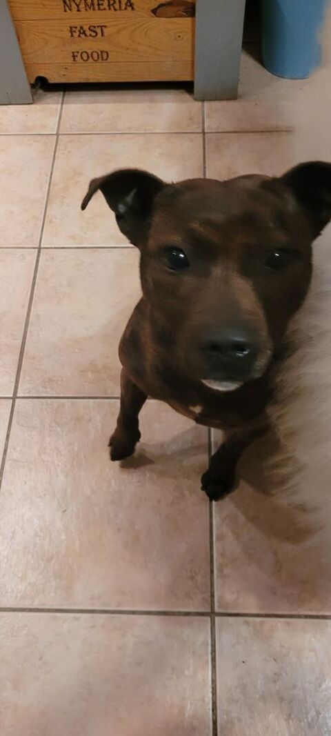 Donne femelle staffy 0 26200 Mont�limar