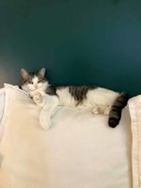   MOLLY, tr�s belle chatte grise et blanche � l'adoption 