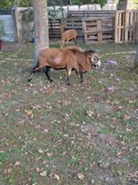   Mouton du Cameroun  