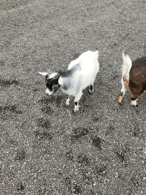 bouc nain 50 56390 Locmaria-grand-champ