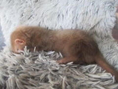   jeune furette semi Angora couleur cannelle 
