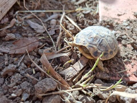 1 ou 2 petites tortues  30 34000 Montpellier