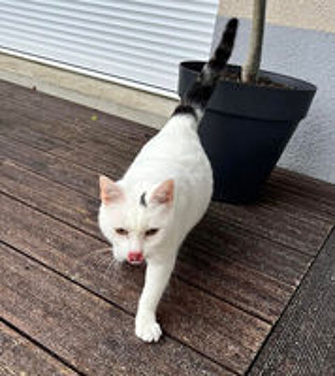   SIMBA, gentil chat blanc et noir à adopter via l'association UMA  