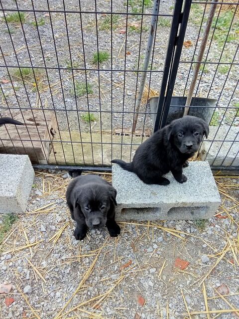 &eacute;levage de la rosi&egrave;re labrador 550 59244 Grand-fayt