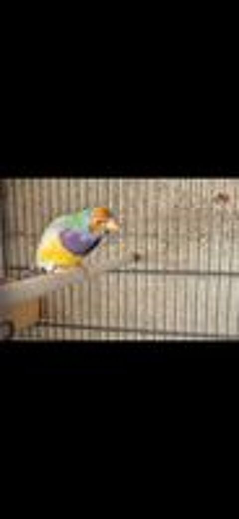   Diamant de gould 