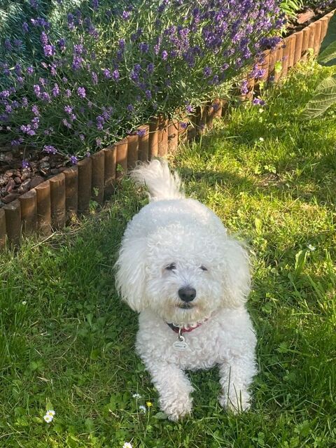 saillie Bichon 0 59200 Tourcoing