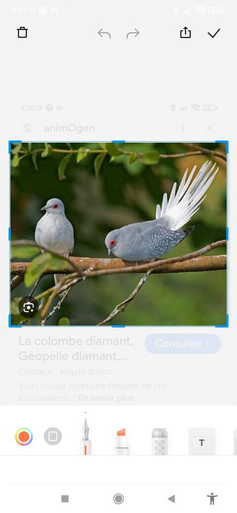 Colombes diamants 12 77400 Saint-thibault-des-vignes