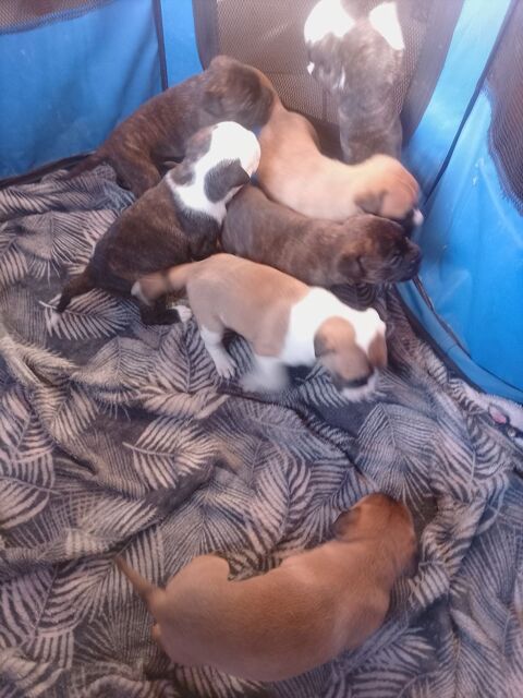 A r&eacute;server 7 magnifique chiots bulldog continental  950 31660 Bessi�res